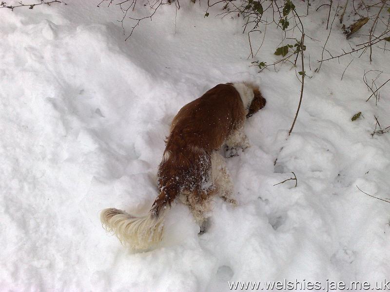 2009-12-21 05.jpg - It's in here somewhere!